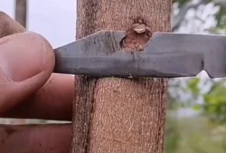 果树嫁接技术视频,视频解析与实操技巧