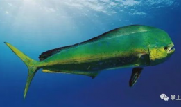 大鱼视频,探索未知世界的视觉盛宴