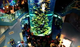 青岛海底世界视频,青岛海底世界探秘之旅